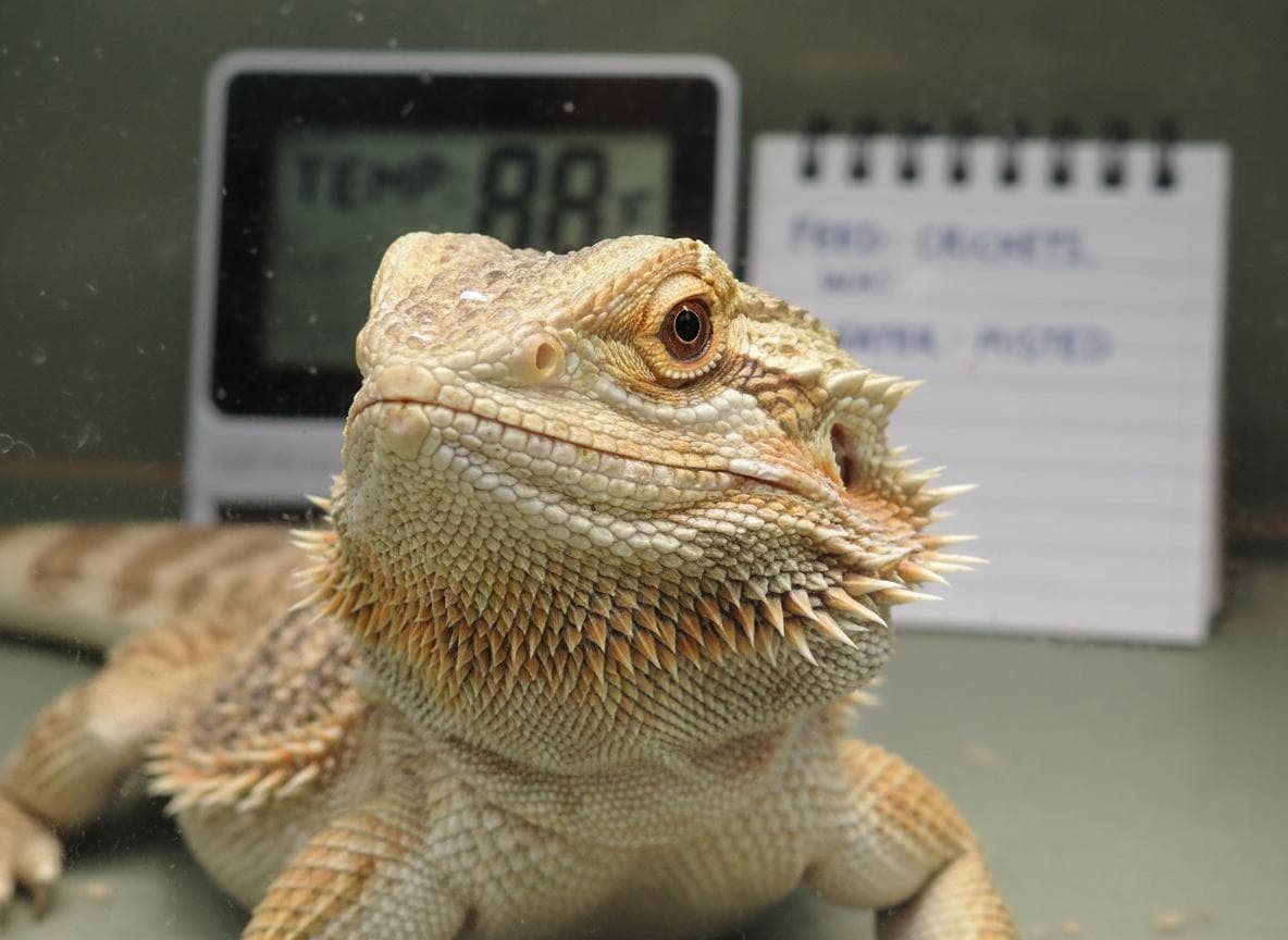 Bearded dragon in terrarium